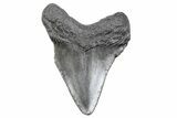 Juvenile Megalodon Tooth - South Carolina #370169-1